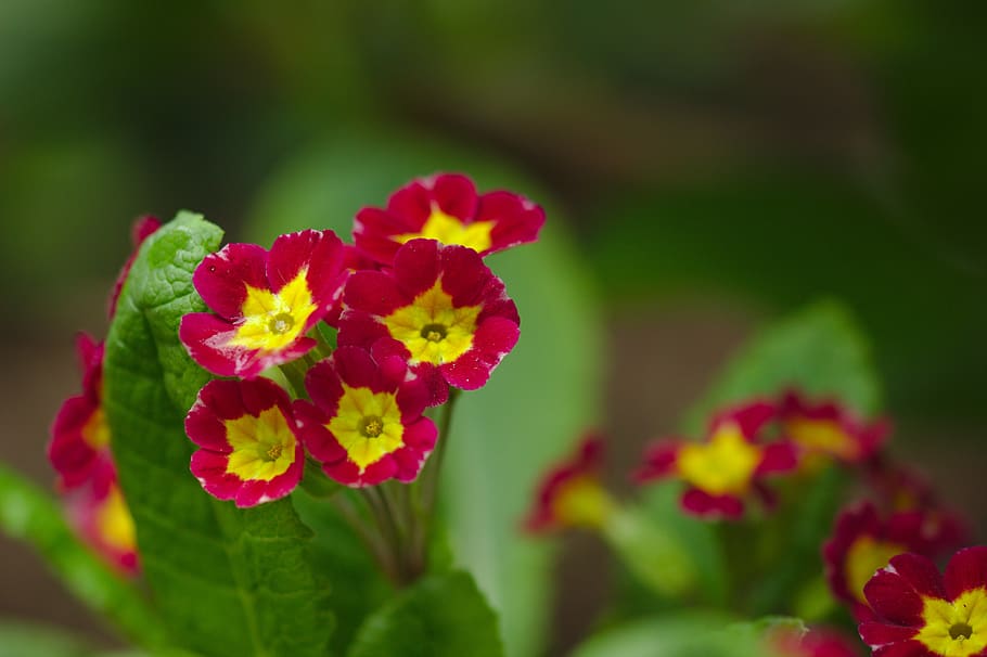 nature, flower, red, pri, spring, nice, supplies, plants, flowering plant HD wallpaper