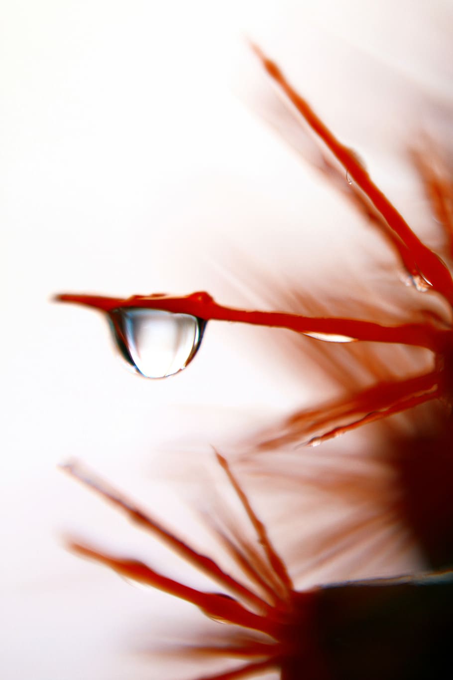 iran, tehran, close-up, red, selective focus, no people, studio shot HD wallpaper
