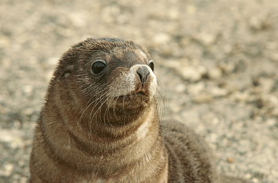 shallow focus photo of brown seal, animal, sea life, mammal, sea lion, HD wallpaper