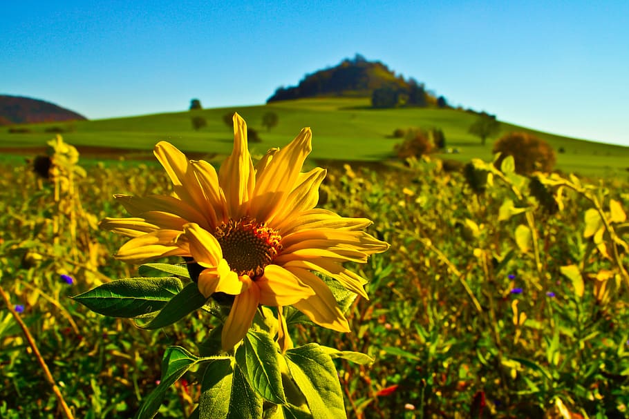 sunflower, field, nature, high carp, meadow, flowering plant HD wallpaper