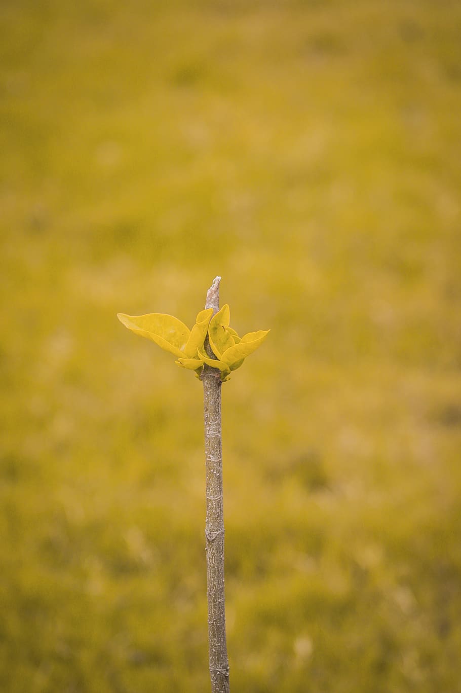 pakistan, yellow, no people, nature, day, plant, focus on foreground HD wallpaper