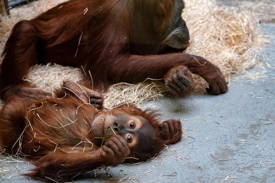 zoo, monkey, ape, baby, animal, mammal, wildlife, animal themes HD wallpaper