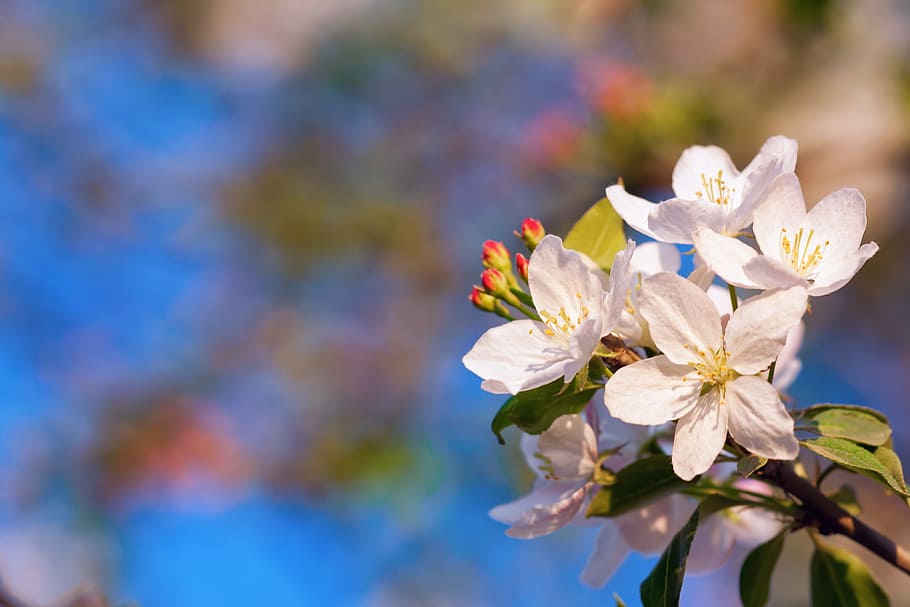 background, beautiful, bloom, blossom, blue, bud, color, floral HD wallpaper