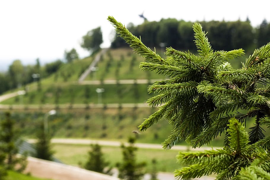 Fir, outdoor, tree, green, branch, plant, green color, focus on foreground HD wallpaper