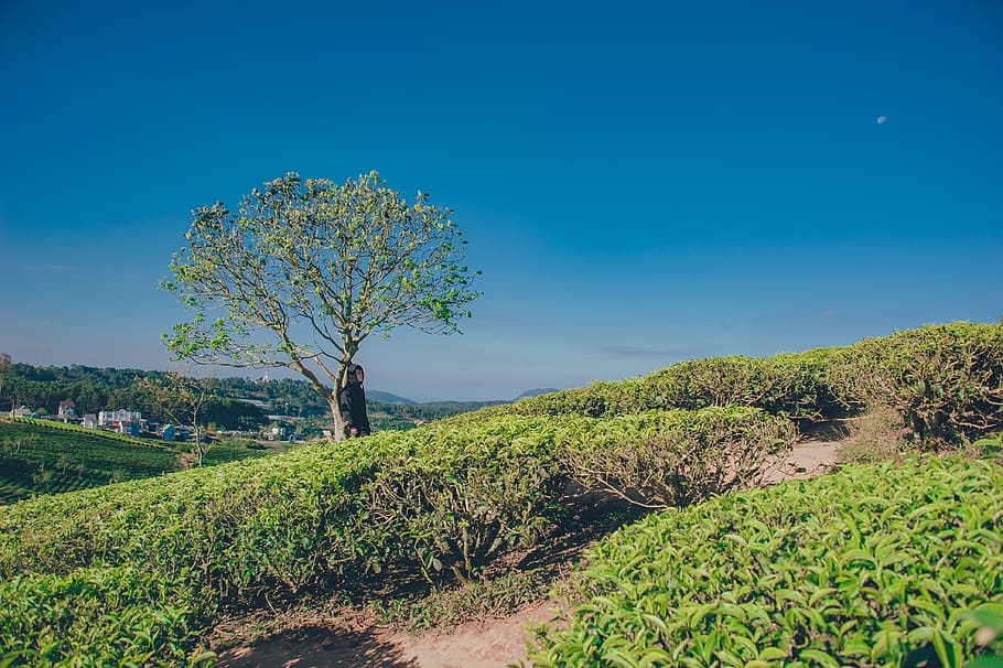 Landscape Photography of Green Tree, daylight, environment, flora HD wallpaper