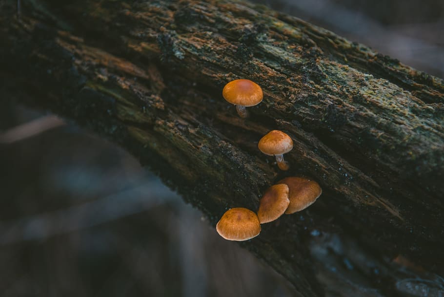 trees, forest, mushroom, nature, spring, food, close-up, food and drink HD wallpaper