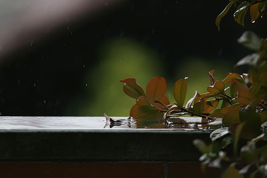 leaf, rain, rainy, plant, flower, flowering plant, beauty in nature HD wallpaper