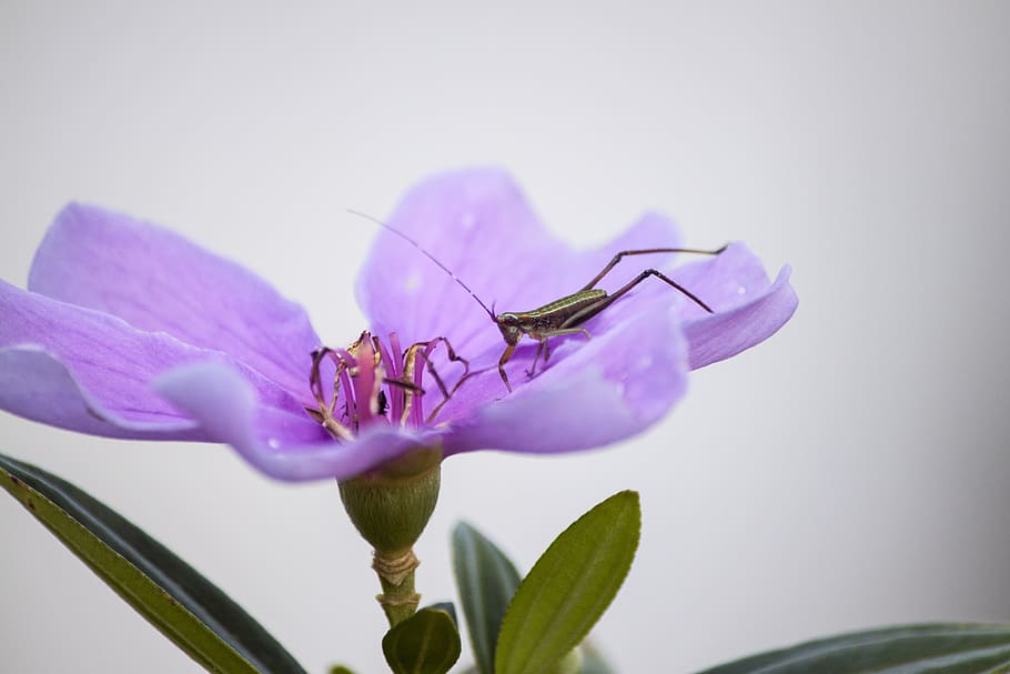 Grass Hopper on Purple Flower, nature, bloom, spring, green, blossom HD wallpaper