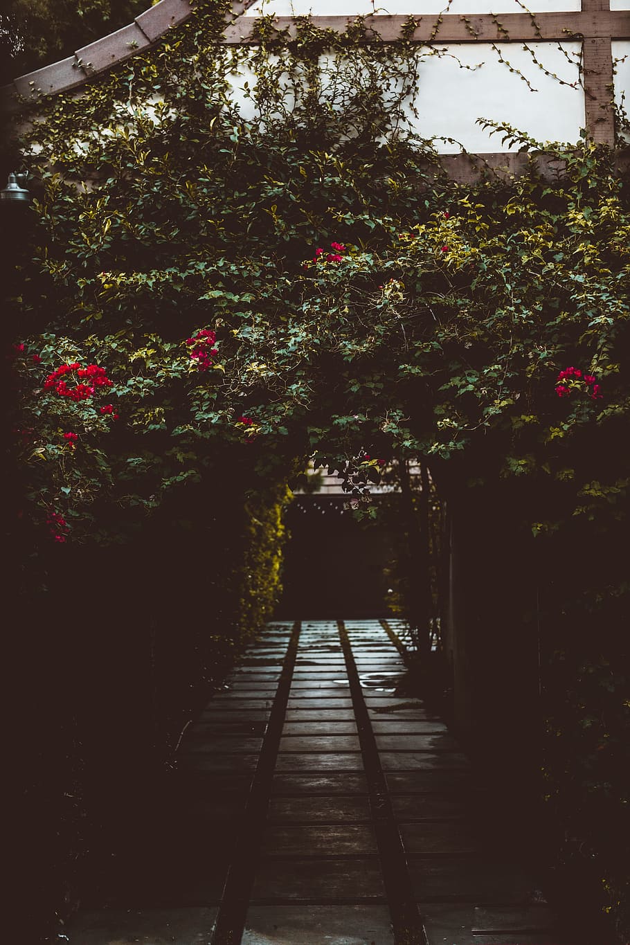 empty walkway surrounded by flower field, plant, rose, path, trail HD wallpaper