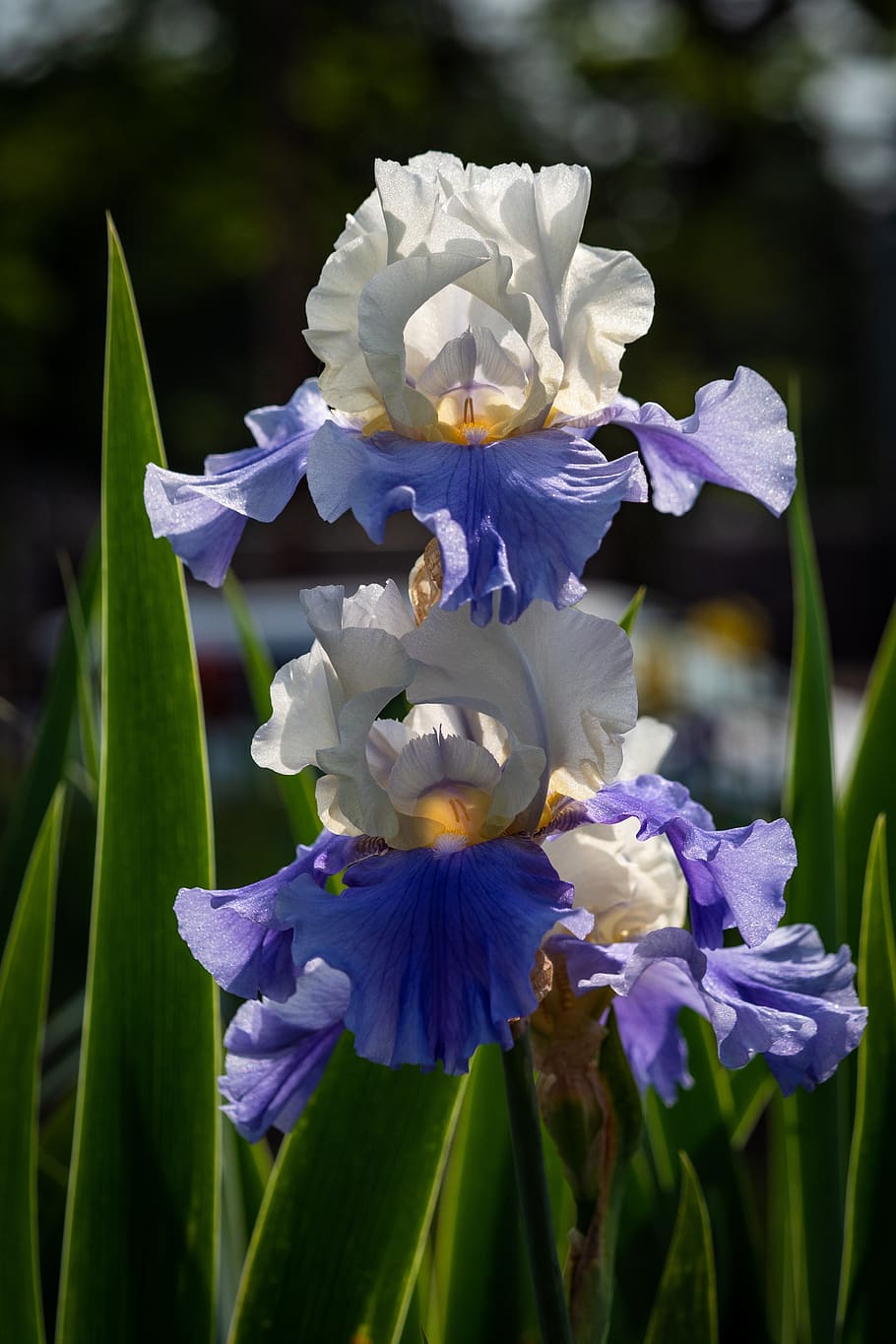 iris, white blue, flower, spring, presby iris gardens, flowering plant HD wallpaper