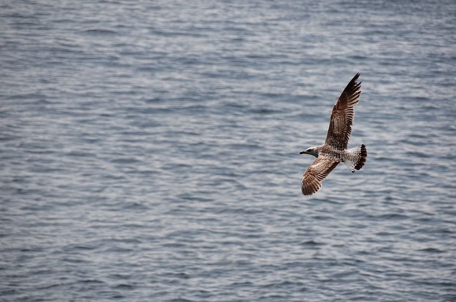 seagull, flight, sky, bird, speed, hunting, nature, pen, plumage HD wallpaper