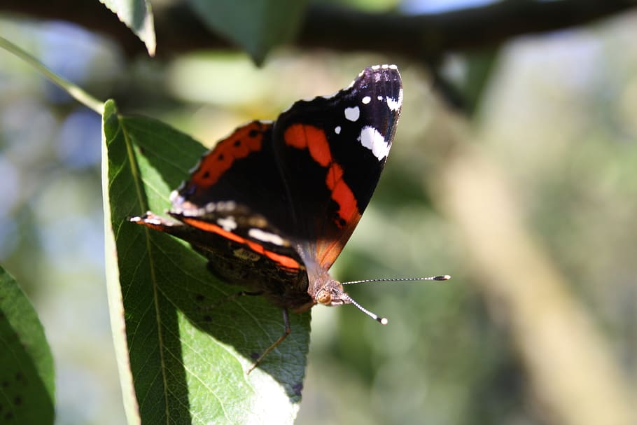 butterfly, insect, nature, macro, wing, animals, animal themes, HD wallpaper