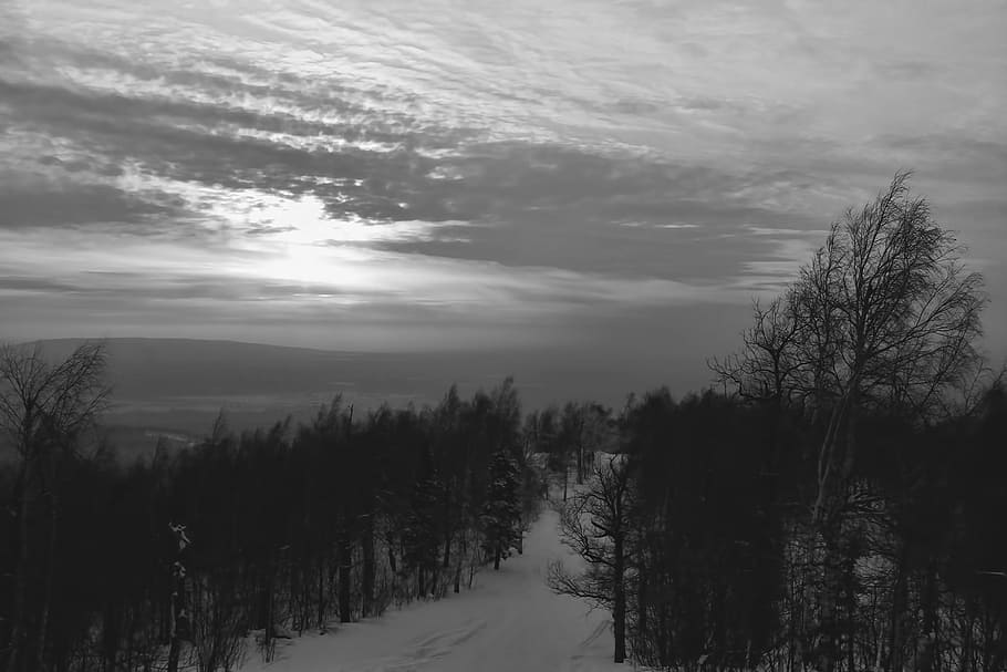 BW, sky, tree, plant, tranquility, beauty in nature, tranquil scene HD wallpaper