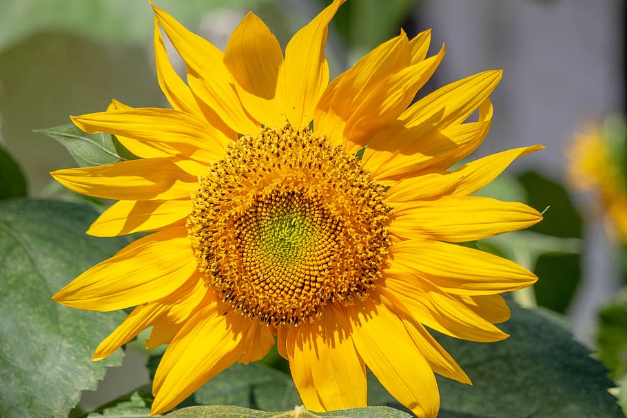 sunflower, plants, trees, seed, summer, bloom, yellow, flowering plant HD wallpaper