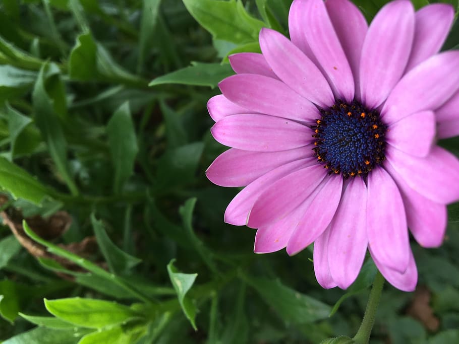 jersey, saint martin, flowering plant, freshness, fragility HD wallpaper
