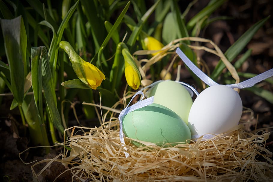 easter eggs, nest, easter nest, osterglocken, daffodils, spring HD wallpaper