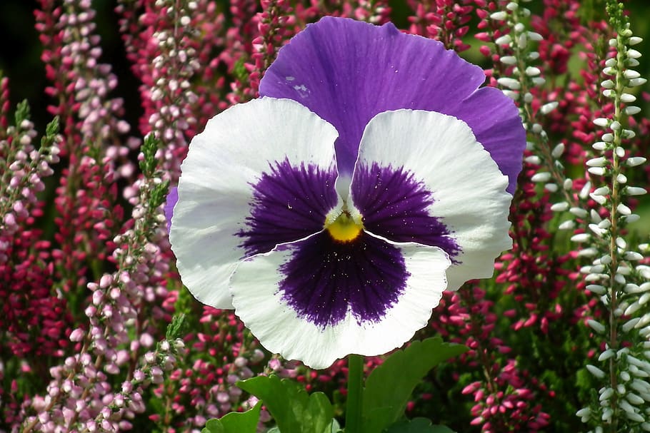pansy, flower, colored, spring, garden, nature, closeup, blooming HD wallpaper
