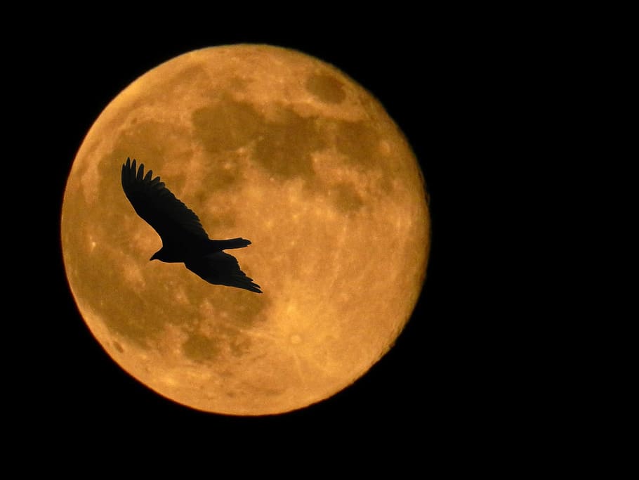 moon, super, nature, hawk, flying, bird, sky, animal themes HD wallpaper