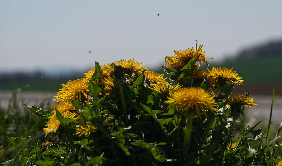 dandelion, blossom, bloom, insect, yellow, green, nature, plant HD wallpaper