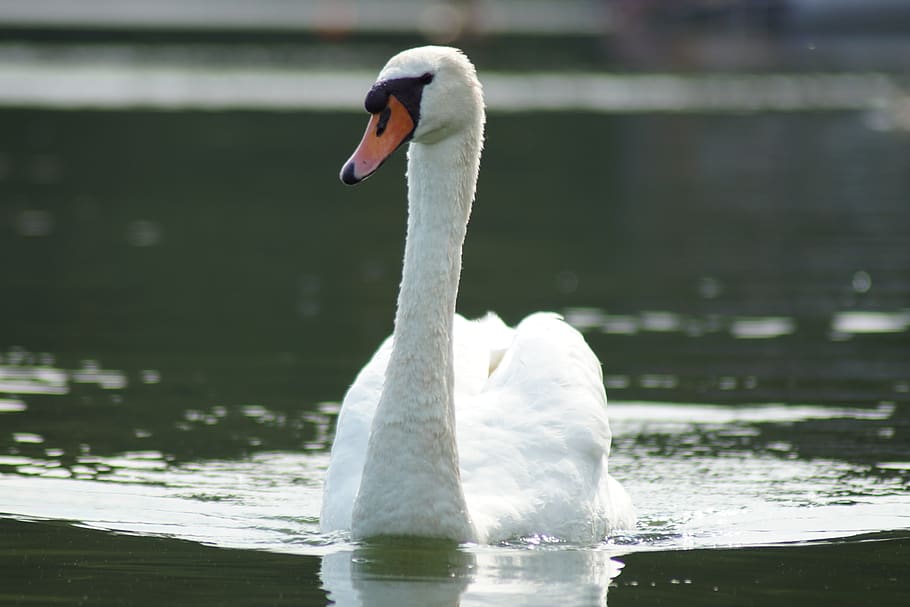 swan, white, feather, animals in the wild, bird, animal themes HD wallpaper