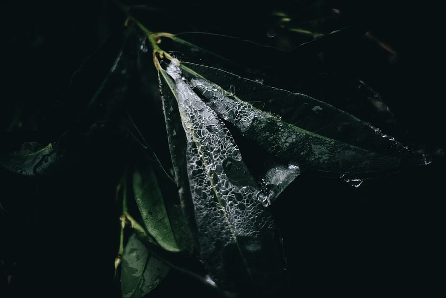 cracks, texture, branch, foliage, moody, dark, nature, winter HD wallpaper