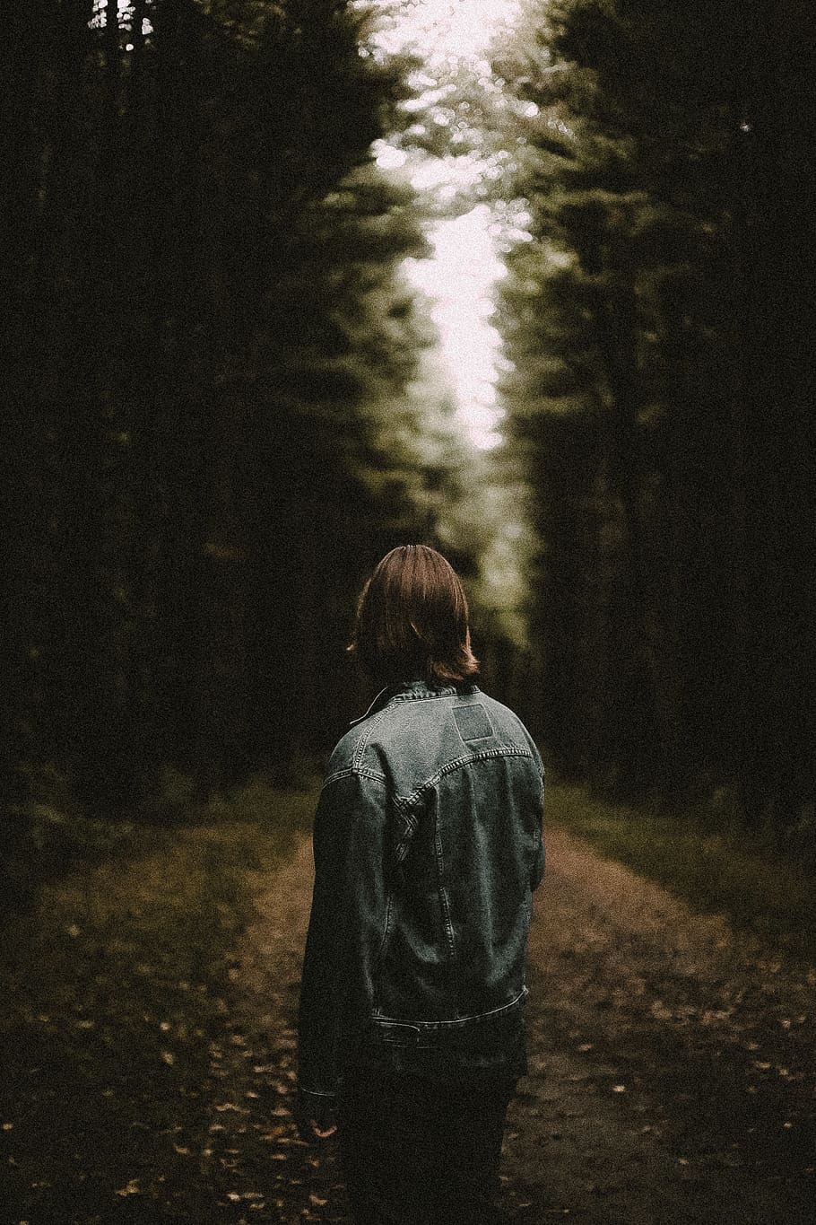 man standing on pathway surrounded by trees, rear view, forest HD wallpaper