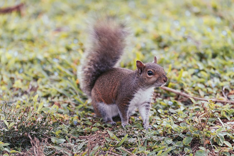 brown squirrel, animal, mammal, rodent, st. petersburg, usa, vinoy park HD wallpaper
