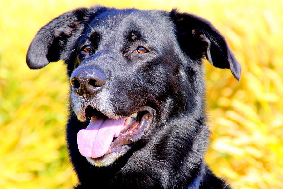 dog, portrait, animals, one animal, canine, domestic animals HD wallpaper