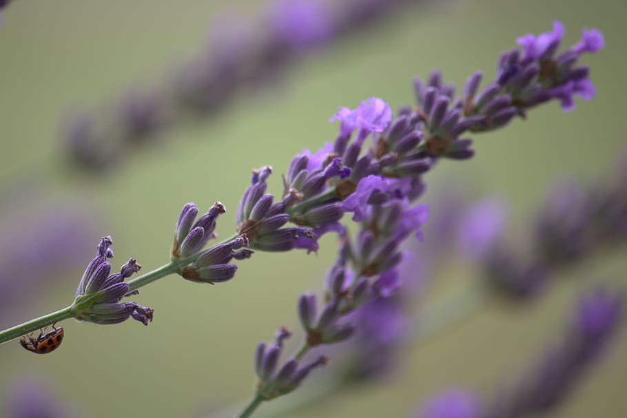 ladybug, beetle, lavender, macro, nature, insect, red, points HD wallpaper