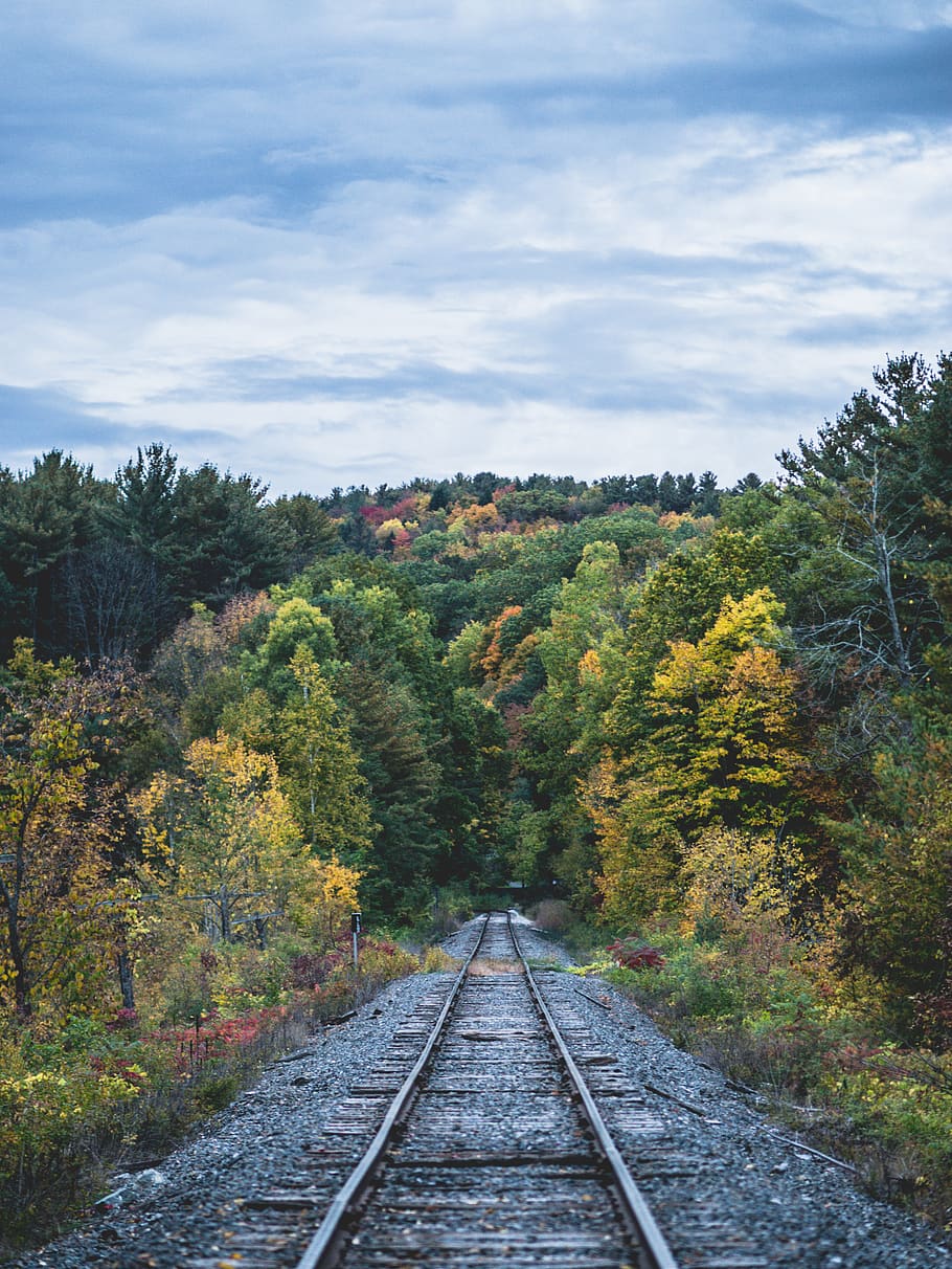 united states, hanover, dartmouth college, forest, foliage, HD wallpaper