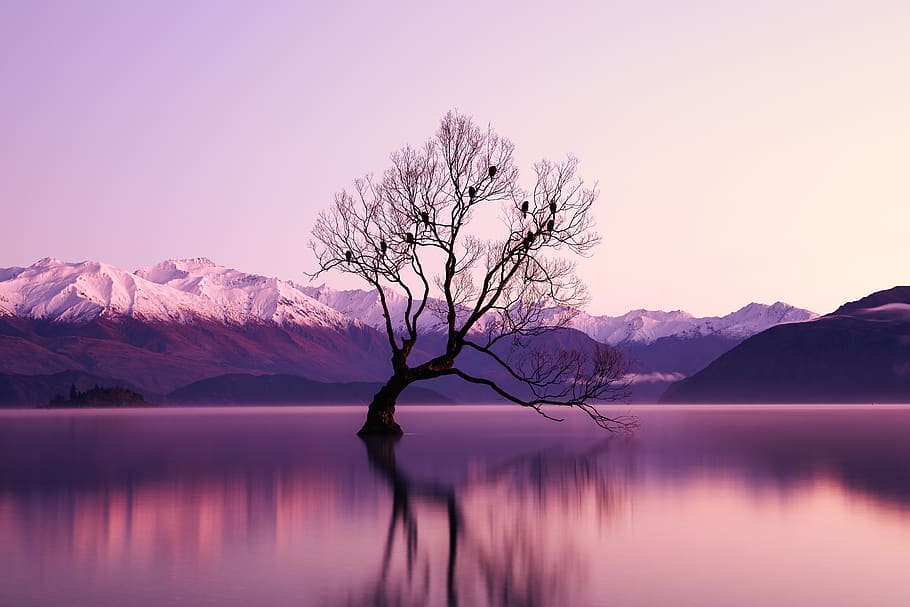 Black Withered Tree Surounded by Body of Water, bare tree, birds HD wallpaper