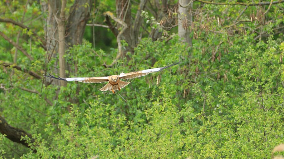 lake, spring, nature, waters, wild, animal world, raptor, flight HD wallpaper