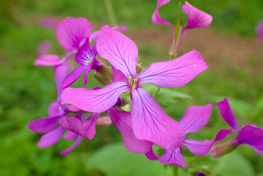 flower, beautiful, bloom, blossom, bright, colorful, field HD wallpaper