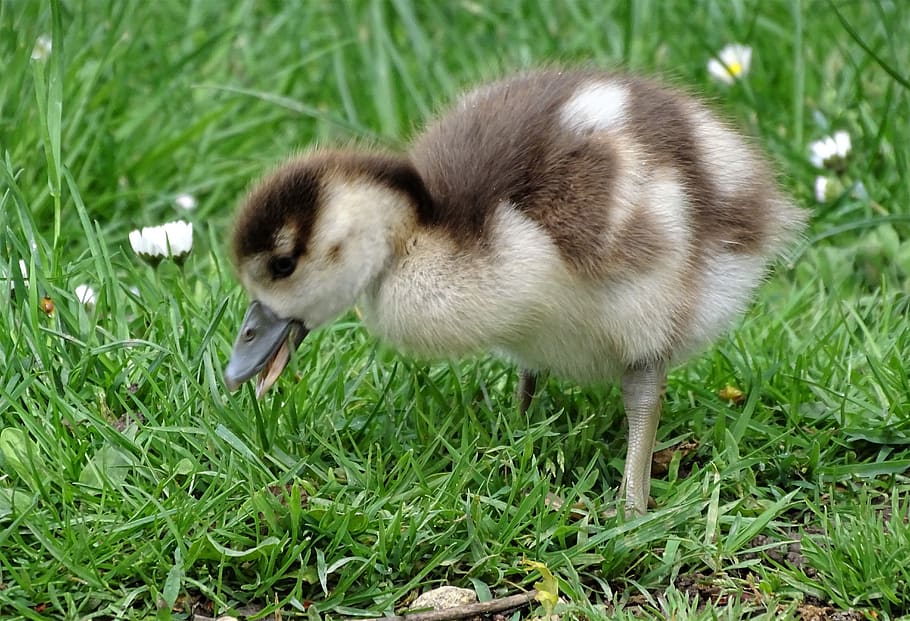 chicks, close up, macro, nature, bird, animal world, cute, goose HD wallpaper