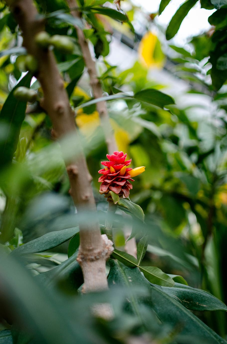 plant, tree, leaf, flower, blossom, pollen, jardin botanique HD wallpaper