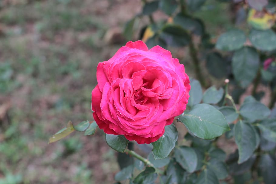 rose, flower, red, flowering plant, beauty in nature, rose - flower HD wallpaper