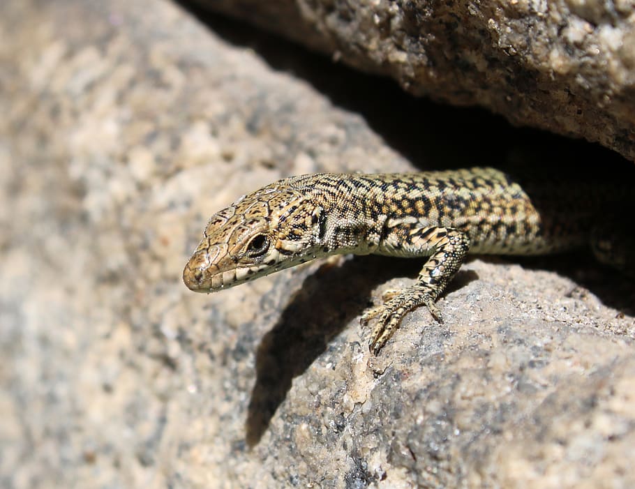 Black Brown and White Reptile on Gray and Brown Concrete Outdoors during Daytime HD wallpaper