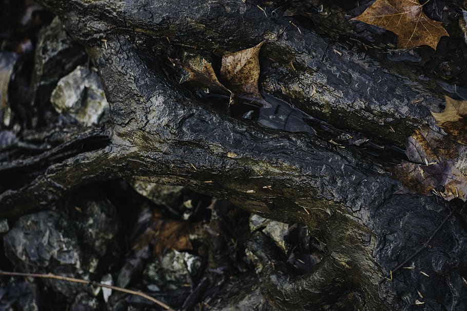 brown leaf close-up photography, plant, tree, rock, wood, leaves HD wallpaper