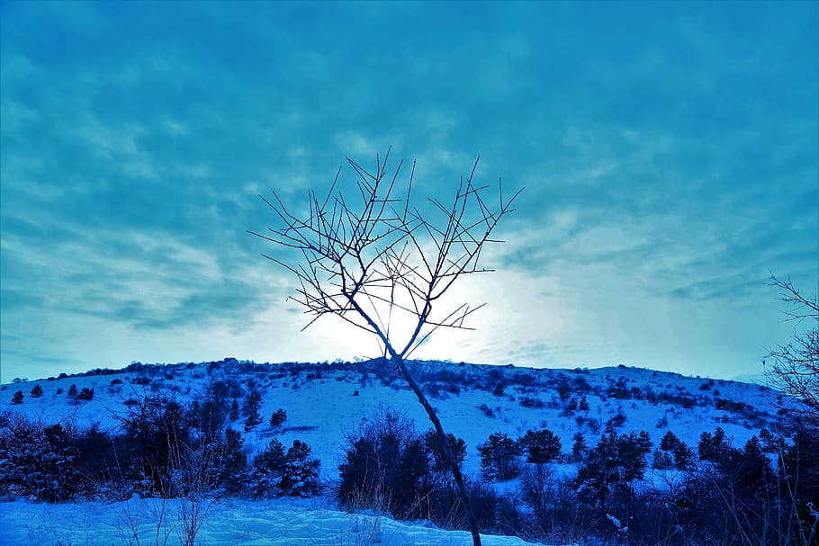 snow, winter, cold, tree, horizon, nature, landscape, sky, mountains HD wallpaper