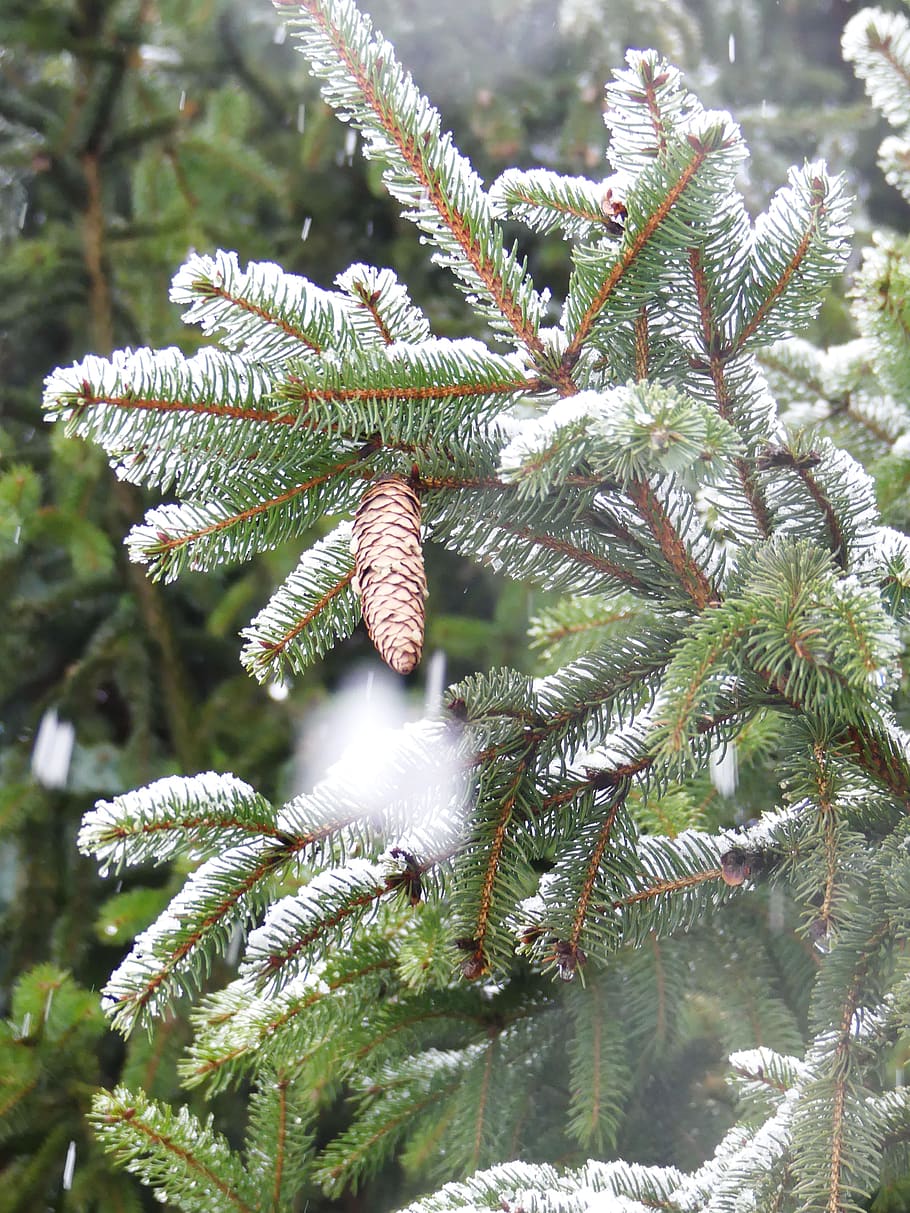 winter, spruce, pine cone, nature, needles, plant, growth, tree HD wallpaper