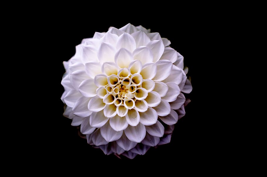 White and Yellow Flower Macro Photography, background, beautiful HD wallpaper