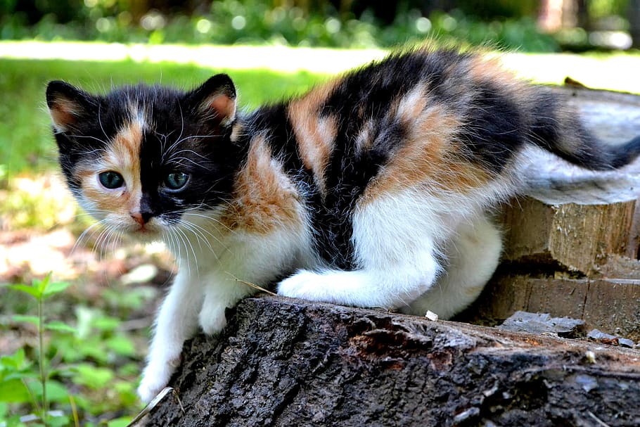 cat, kitten, pet, fur, mammal, muzzles, snout, nature, szylkretka HD wallpaper