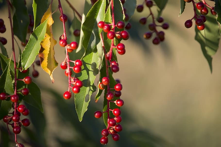 bird cherry, fruit, sunset, red, green, beads, herbs, food and drink HD wallpaper