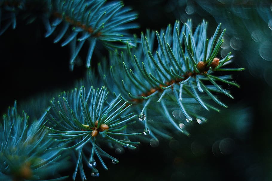 Close Photo of Green Plant, biology, blur, branches, close up HD wallpaper