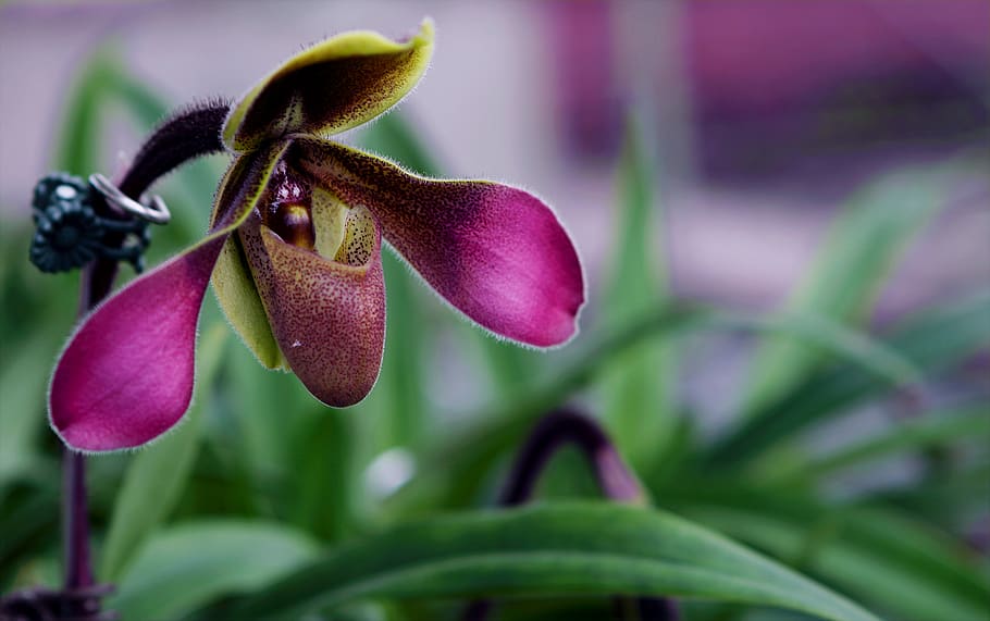 Depth Of Field Photograph Of Purple Orchid, bloom, blossom, close-up HD wallpaper