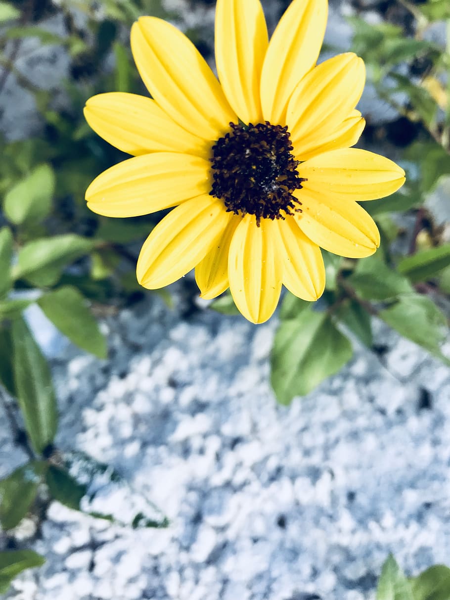 Yellow Daisy Flower, beautiful, bloom, blooming, blossom, botanical HD wallpaper