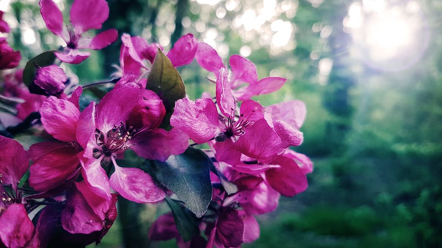 Selective Focus Photography of Pink Petaled Flowers, beautiful HD wallpaper