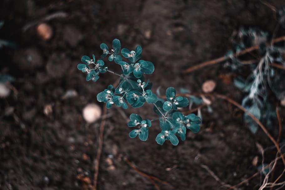 analog, nature, leaf, leaves, plant, spring, land, 2018, wallpaper HD wallpaper