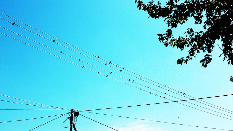 燕子swollow, cable, connection, sky, electricity, technology HD wallpaper