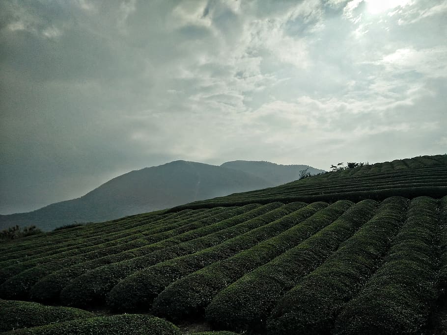 sky, mountain, tea, agriculture, landscape, scenics - nature HD wallpaper